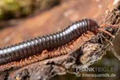 Grün gestreifter Rotfuß-Milipede, Spirostreptus sp. Red Legged Nigeria