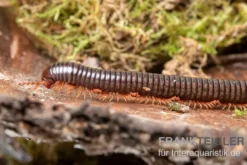 Grün gestreifter Rotfuß-Milipede, Spirostreptus sp. Red Legged Nigeria