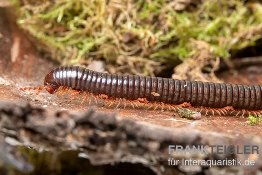 Grün gestreifter Rotfuß-Milipede, Spirostreptus sp. Red Legged Nigeria