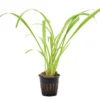 Grünlilie, Chlorophytum laxum (bichetii) Terrarienpflanze