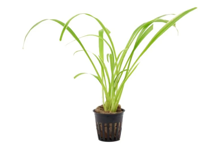 Grünlilie, Chlorophytum laxum (bichetii) Terrarienpflanze