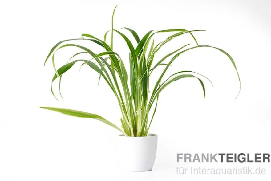 Grünlilie, Chlorophytum laxum (bichetii) Terrarienpflanze