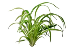 Grünlilie, Chlorophytum laxum (bichetii) Terrarienpflanze