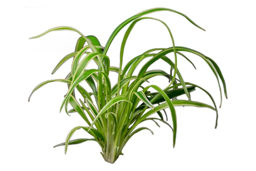 Grünlilie, Chlorophytum laxum (bichetii) Terrarienpflanze