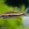 Grünpunkt-Raubsalmler, Poecilocharax weitzmani