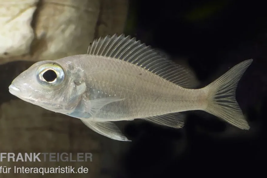 Großaugen-Sandcichlide, Callochromis macrops NDOLE RED, DNZ