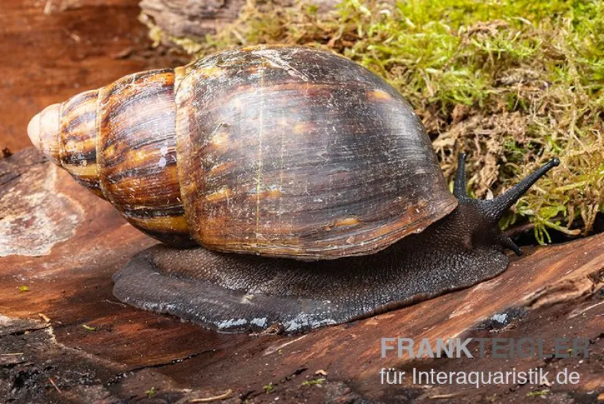 Große Achatschnecke, Archachatina marginata ovum