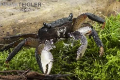 Große Mangrovenkrabbe, Goniopsis pelii, Zufällig ausgewählt