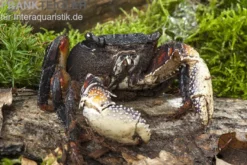 Große Mangrovenkrabbe, Goniopsis pelii, Zufällig ausgewählt