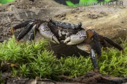 Große Mangrovenkrabbe, Goniopsis pelii, Zufällig ausgewählt