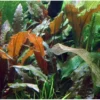 Großer Brauner Wasserkelch, Cryptocoryne wendtii "Mi Oya", im Topf