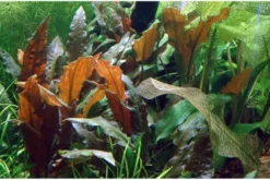 Großer Brauner Wasserkelch, Cryptocoryne wendtii "Mi Oya", im Topf