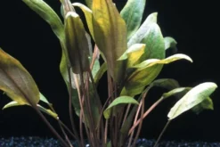 Großer Brauner Wasserkelch, Cryptocoryne wendtii "Mi Oya", im Topf