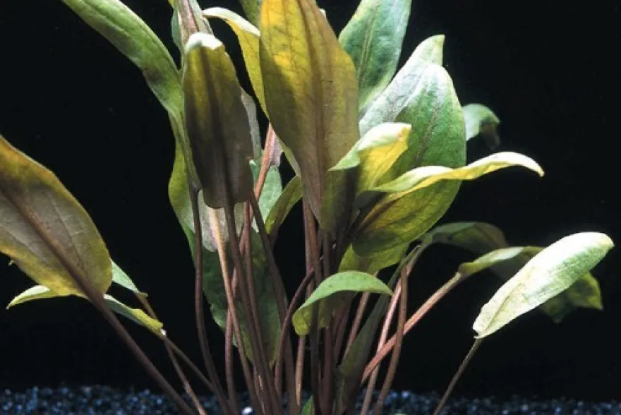 Großer Brauner Wasserkelch, Cryptocoryne wendtii "Mi Oya", im Topf