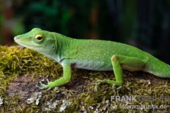 Großer Grün-Anolis, Anolis biporcatus, Ohne Geschlechtsauswahl