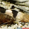 Großer Harlekinwels, Pseudopimelodus bufonius