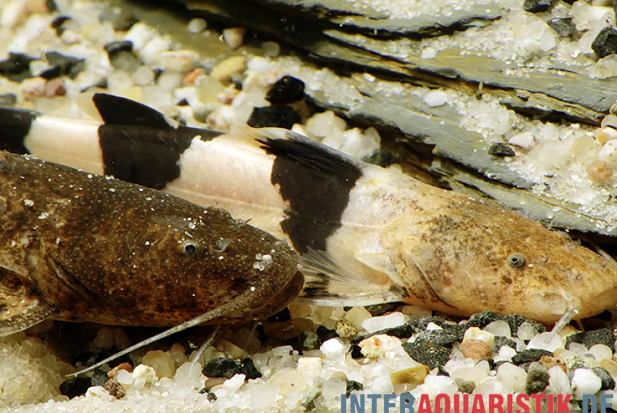 Großer Harlekinwels, Pseudopimelodus bufonius