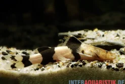 Großer Harlekinwels, Pseudopimelodus bufonius