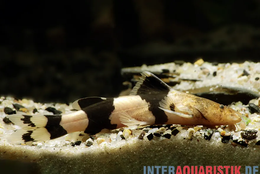 Großer Harlekinwels, Pseudopimelodus bufonius