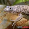 Großer Krallenfrosch, Xenopus muelleri