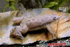 Großer Krallenfrosch, Xenopus muelleri