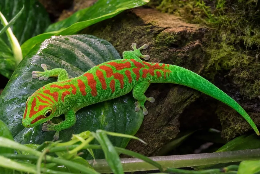 Großer Madagaskar-Taggecko „High Red“, Phelsuma grandis
