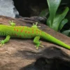 Großer Madagaskar-Taggecko, Phelsuma grandis