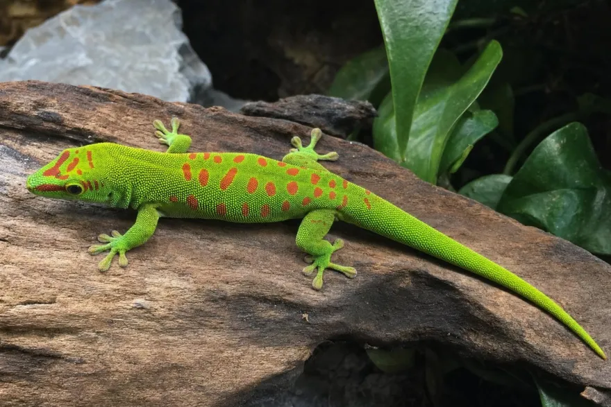 Großer Madagaskar-Taggecko, Phelsuma grandis