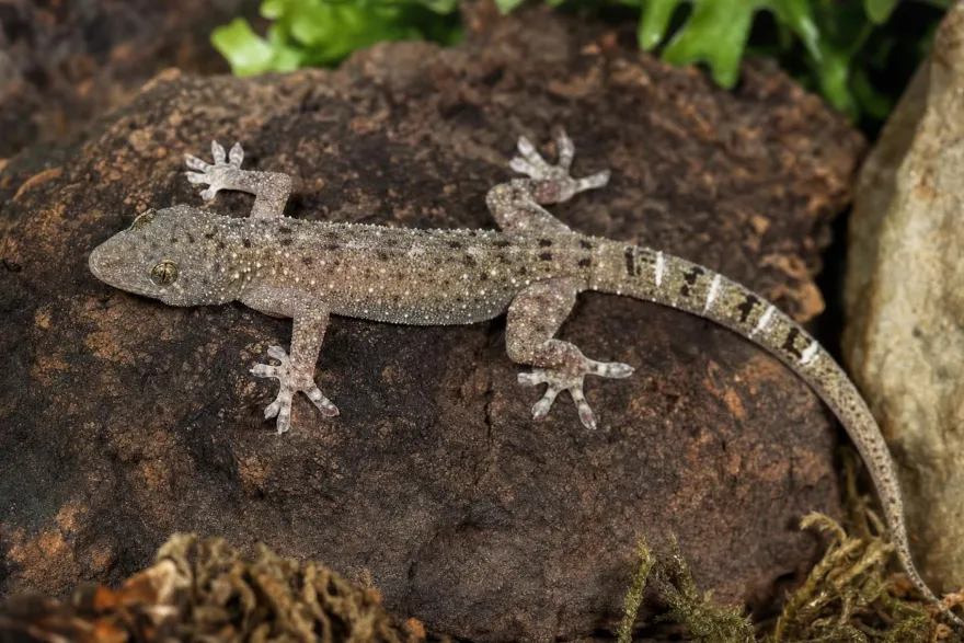 Großer Malaiischer Hausgecko, Gekko monarchus