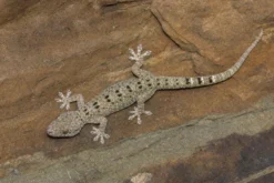 Großer Malaiischer Hausgecko, Gekko monarchus