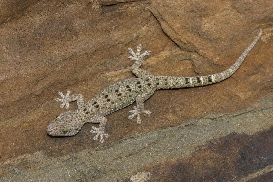 Großer Malaiischer Hausgecko, Gekko monarchus