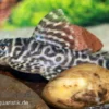Großer Ozelot-Harnischwels, Hypancistrus spec. L400, 5-6 cm