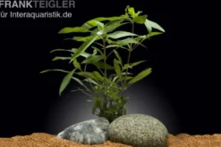 Großer Wasserfreund, Hygrophila angustifolia, im Topf