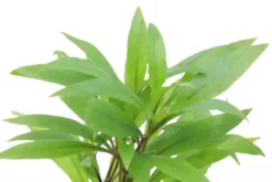 Großer Wasserfreund, Hygrophila angustifolia, im Topf