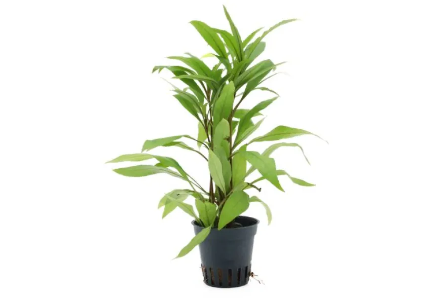 Großer Wasserfreund, Hygrophila angustifolia, im Topf