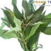 Großer Wasserfreund, Hygrophila angustifolia, Bund