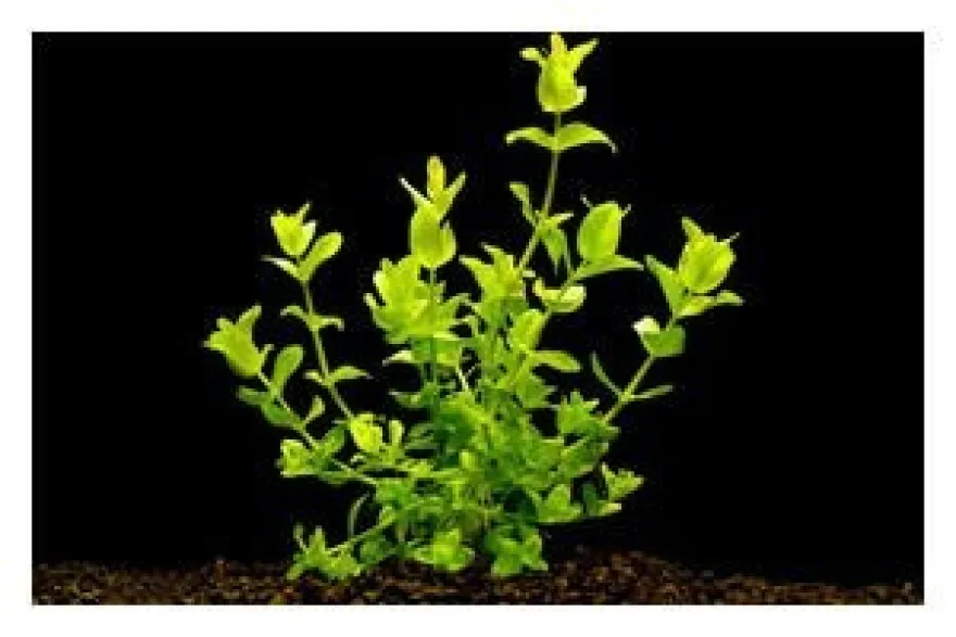 Großes Fettblatt, Bacopa amplexicaulis/caroliniana, im Topf