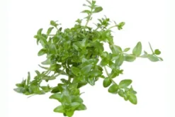 Großes Fettblatt, Bacopa amplexicaulis/caroliniana, im Topf