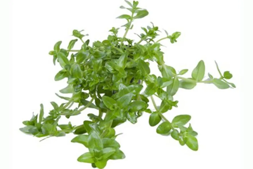 Großes Fettblatt, Bacopa amplexicaulis/caroliniana, im Topf
