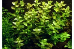 Großes Fettblatt, Bacopa amplexicaulis/caroliniana, im Topf