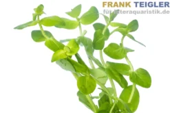 Großes Fettblatt, Bacopa caroliniana, Bund