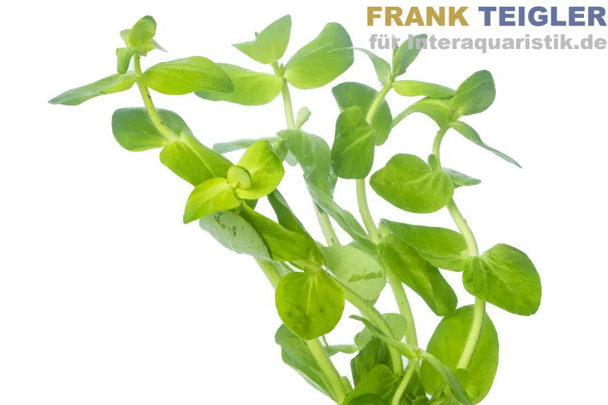 Großes Fettblatt, Bacopa caroliniana, Bund