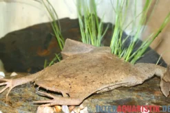 Große Wabenkröte, Pipa pipa