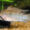 Großmaul Apistogramma, Apistogramma norberti