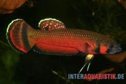 Großmaul-Kampffisch, Betta macrostoma