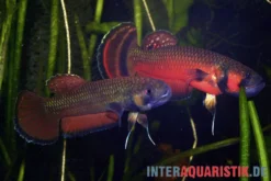 Großmaul-Kampffisch, Betta macrostoma
