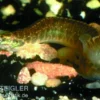 Gürtelstachelaal, Macrognathus circumcinctus