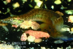 Gürtelstachelaal, Macrognathus circumcinctus
