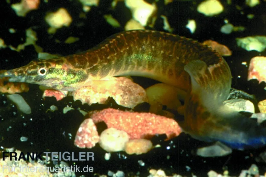 Gürtelstachelaal, Macrognathus circumcinctus