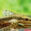 Gulare-Harnischwels (Gigant-Otocinclus), Hypoptopoma gulare